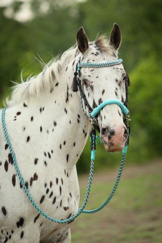 Tøjler (LUKKET / ENGELSK)