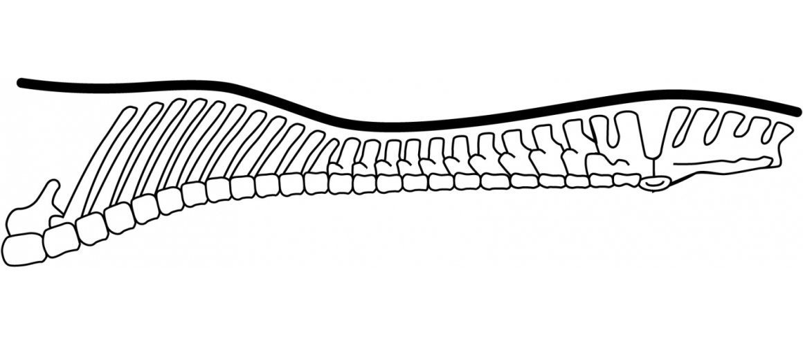 Hesteryg og sadel &ndash; hvorfor v&aelig;lge en boml&oslash;s Barefoot sadel?