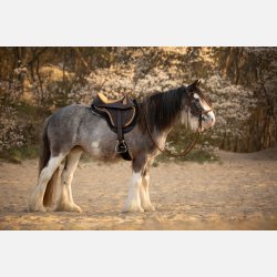 Pro Cheyenne Mustard "Limited edition"