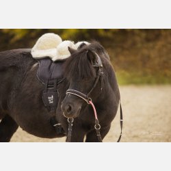 Pakke: Brne Ride on Pad &amp; Freuldssde