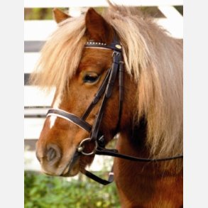 Barefoot Devon ponyhovedtj - Bellis 