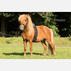 Longeringsgjord 'SAVE-MY-Spine' til pony