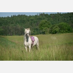 Limited Edition -Barefoot Pony Ride-on-pad