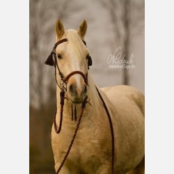 Barefoot Amber "Sidepull"