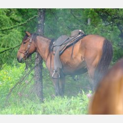 Barefoot  ' Atlanta '