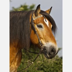 Barefoot Oaklet Hovedtj