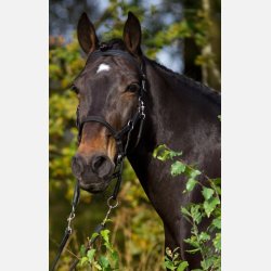Barefoot Syringa sidepull