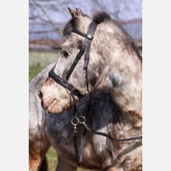 Barefoot Walnut bidlst ponyhovedtj