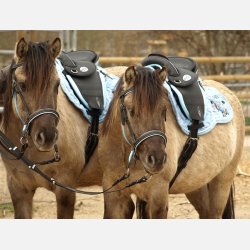 Barefoot Cheyenne Bellis PONY 