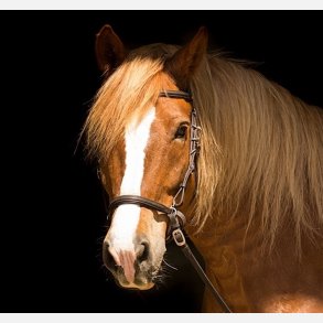 Contour Trail Hovedtj