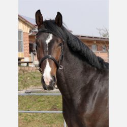 Wellington Contour 2 i 1 hovedtj