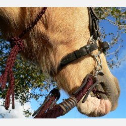 Barefoot Bitless Bit