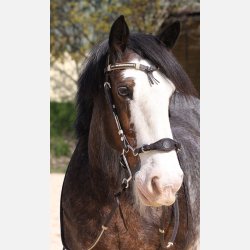 Nsebnd til hackamore