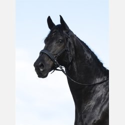 Nsebnd Shape-It-Soft