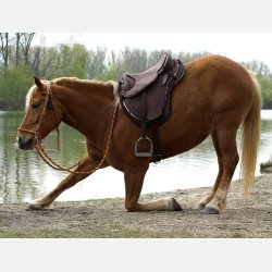 Barefoot Cheyenne Dry tex